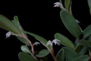 Bulbophyllum clandestinum