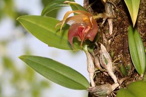 Bulbophyllum translucidum