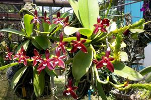 Phalaenopsis cornu-cervi f. chattaladae