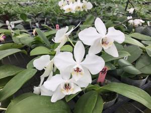 Phalaenopsis aphrodite