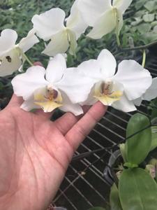 Phalaenopsis aphrodite