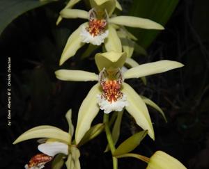 Coelogyne asperata