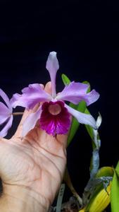 Cattleya purpurata