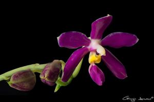 Phalaenopsis pulchra