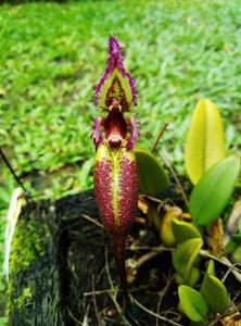 Bulbophyllum fascinator
