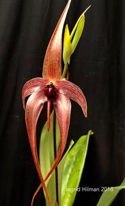 Bulbophyllum echinolabium