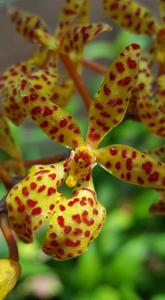 Renanthera monachica