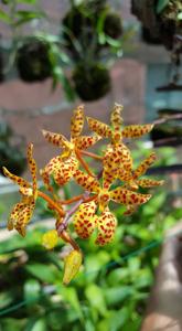 Renanthera monachica