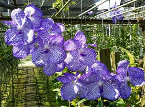 Vanda coerulea