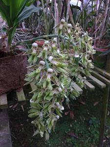 Catasetum atratum