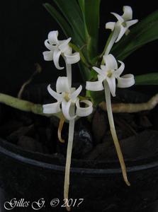 Cyrtorchis praetermissa subsp. zuluensis