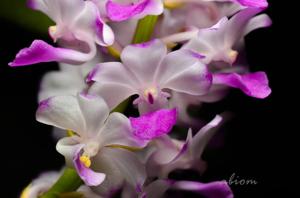 Rhynchostylis coelestis