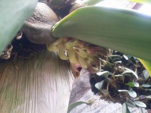 Bulbophyllum phalaenopsis