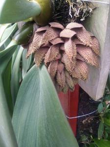 Bulbophyllum phalaenopsis