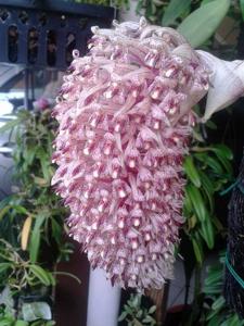 Bulbophyllum beccarii