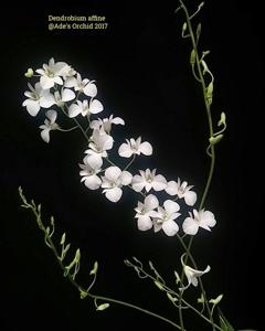 Dendrobium affine