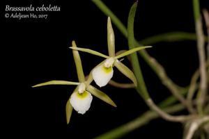 Brassavola ceboletta