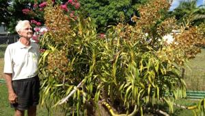 Grammatophyllum speciosum