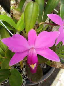 Cattleya violacea