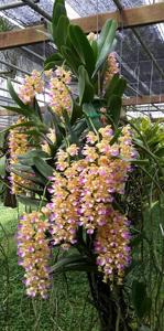 Aerides houlletiana