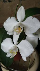 Phalaenopsis aphrodite