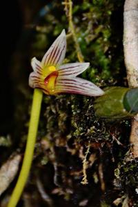 Bulbophyllum affine