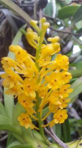 Vanda aurea