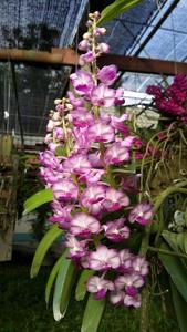 Rhynchostylis coelestis