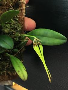 Bulbophyllum thiurum