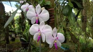 Phalaenopsis lowii