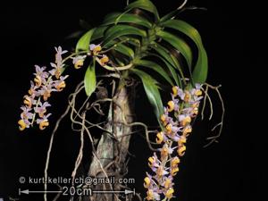 Aerides odorata