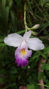 Arundina graminifolia