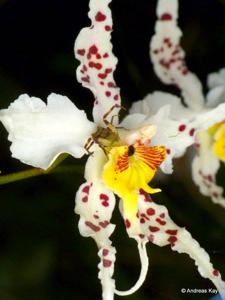 Oncidium cirrhosum