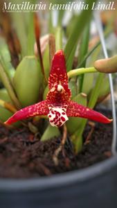 Maxillaria tenuifolia