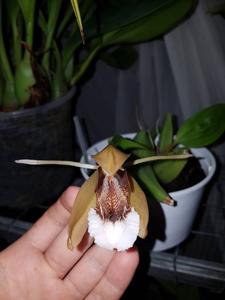 Coelogyne speciosa