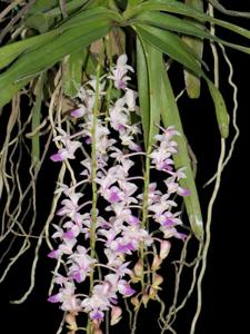 Aerides falcata