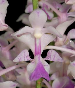 Aerides falcata