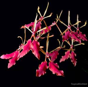 Renanthera vietnamensis