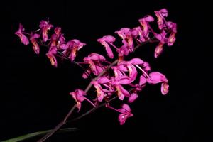 Renanthera caloptera