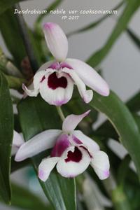 Dendrobium nobile