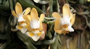 Phalaenopsis gibbosa