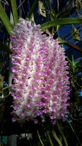 Rhynchostylis retusa