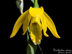 Prosthechea citrina