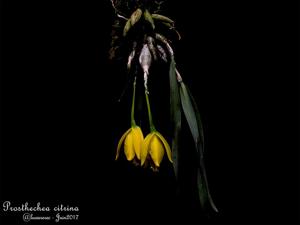 Prosthechea citrina