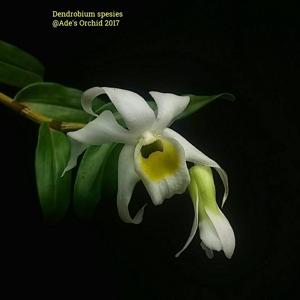 Dendrobium wilsonii