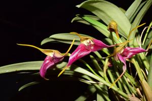 Masdevallia elegans