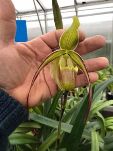 Phragmipedium longifolium