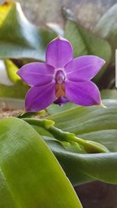 Phalaenopsis violacea