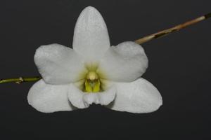 Dendrobium auriculatum