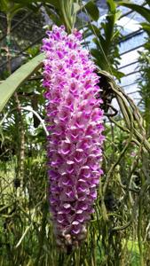 Rhynchostylis retusa